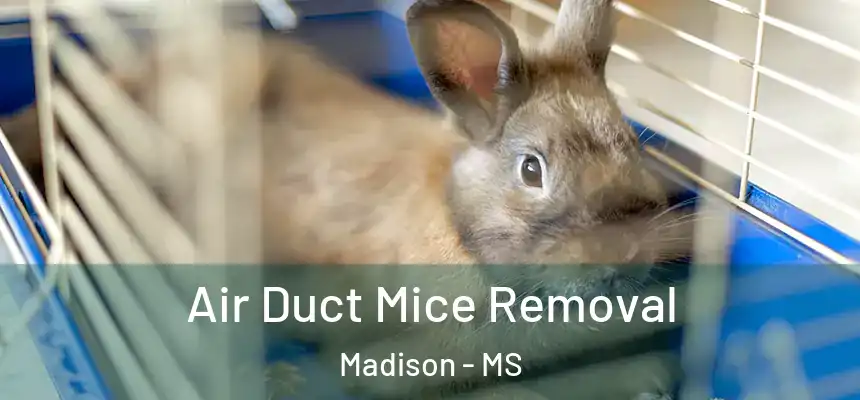  Air Duct Mice Removal Madison - MS